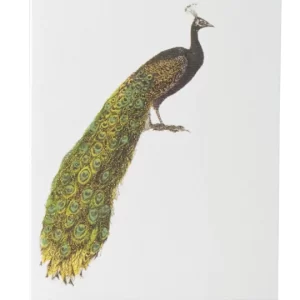 Product Image for  Dazzeling Peacock