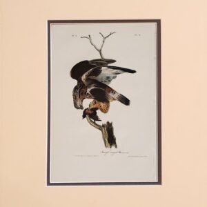 Product Image for  James Audubon Hand Colored Print From Birds of America