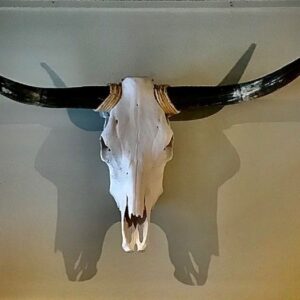 Product Image for  Texas Steer Skull With Polished Horns