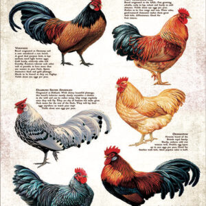 Product Image for  Popular Chicken Breeds Puzzle 500 Pieces