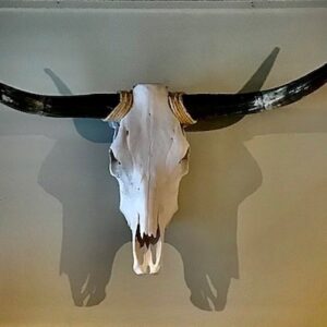Product Image for  Authentic Steer Skull with Polished Horns