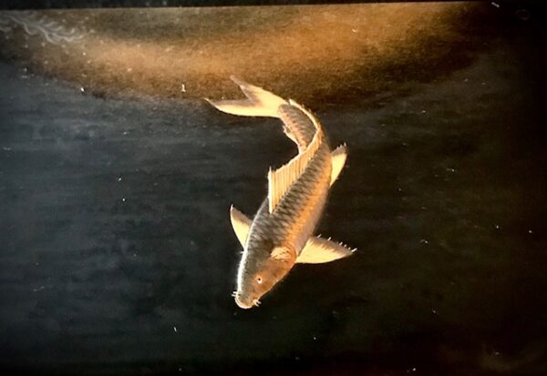 Product Image for  Signed Meiji-Era Japanese Kobako with Leaping Carp