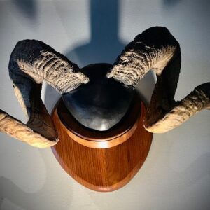 Product Image for  Iberian Mouflon Ram Horn Mount — 31″ Trophy Curl