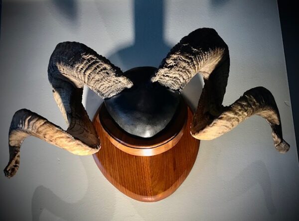 Product Image for  Iberian Mouflon Ram Horn Mount — 31″ Trophy Curl