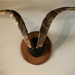 Product Image for  Vintage Spanish Ibex Horn Mount — 28″ Tip-to-Tip Spread