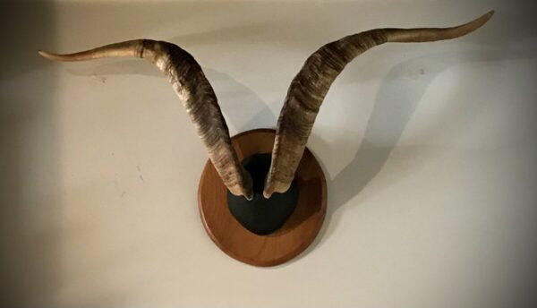 Product Image for  Vintage Spanish Ibex Horn Mount — 28″ Tip-to-Tip Spread