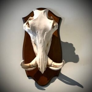 Product Image for  African Warthog Skull Mount — Large 10″ Tusk Spread