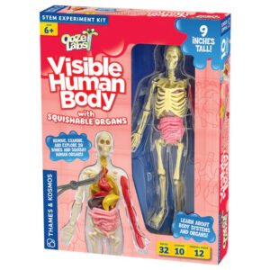 Product Image for  Ooze Labs: Visible Human Body with Squishable Organs