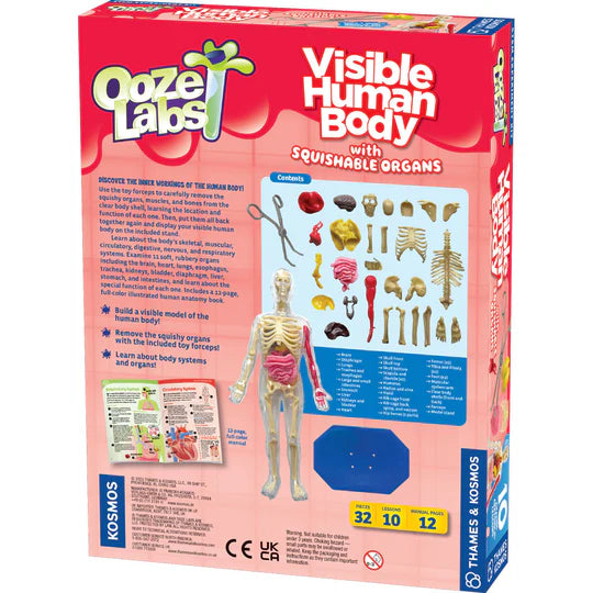 Downloaded from Shopify for use with Vendor ID (979) and Product ID (10280814149926). Product Image for  Ooze Labs: Visible Human Body with Squishable Organs