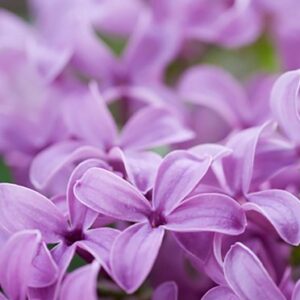 Product Image for Soy Lilac Wax Melts