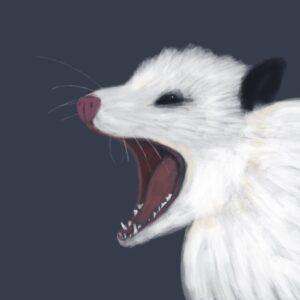 Product Image for Angry Possum by Claire Davis