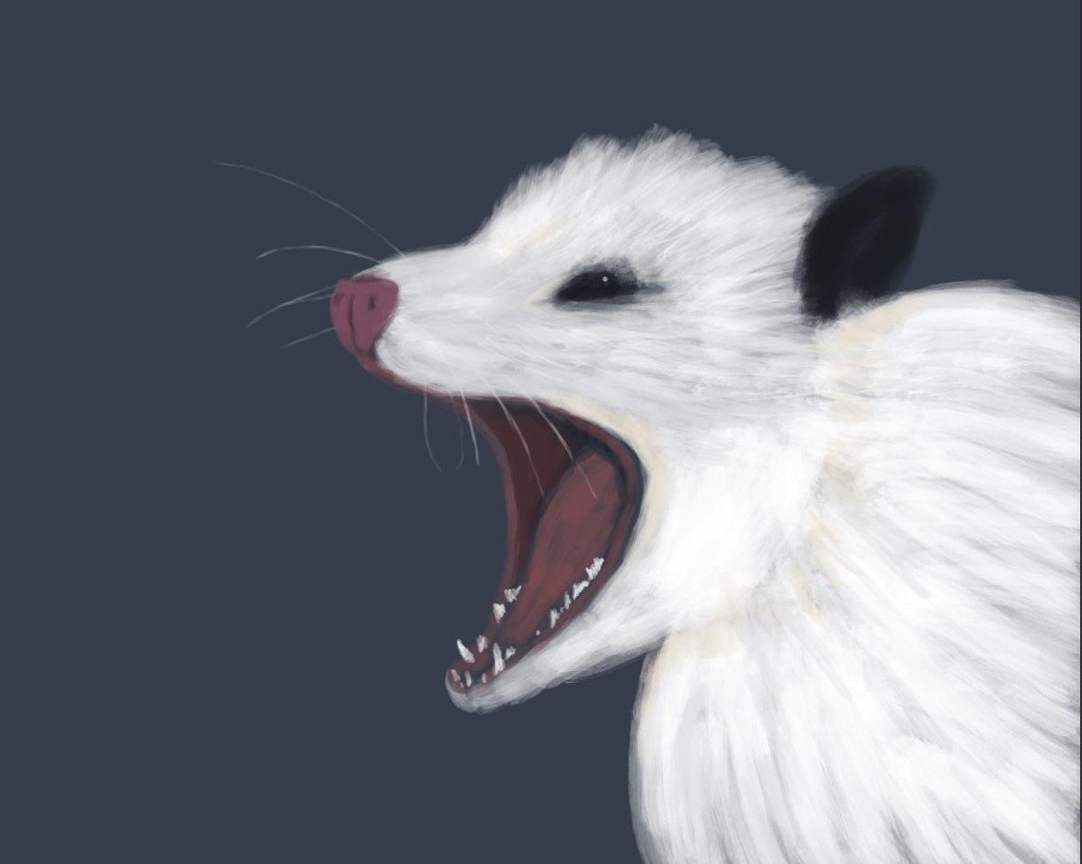 Downloaded from Shopify for use with Vendor ID (932) and Product ID (7276265111616). Product Image for Angry Possum by Claire Davis